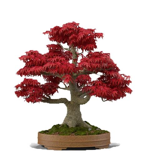 red japanese maple tree bonsai 20 seeds